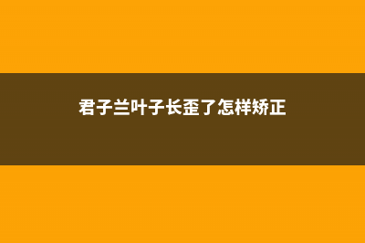 君子兰叶子长歪了怎么办 (君子兰叶子长歪了怎样矫正)