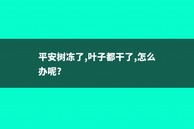 平安树被冻后如何复苏 (平安树冻了,叶子都干了,怎么办呢?)