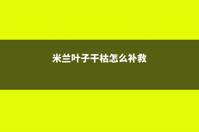 米兰叶子干枯怎么办 (米兰叶子干枯怎么补救)