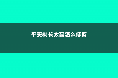 平安树长太高怎么办 (平安树长太高怎么修剪)