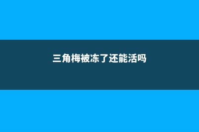 三角梅受冻了怎么办 (三角梅被冻了还能活吗)