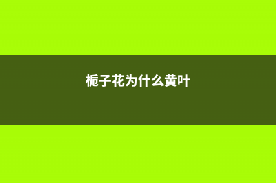 栀子花为什么只长叶子不开花 (栀子花为什么黄叶)