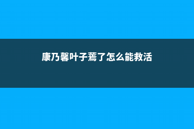 康乃馨叶子蔫了怎么办 (康乃馨叶子蔫了怎么能救活)