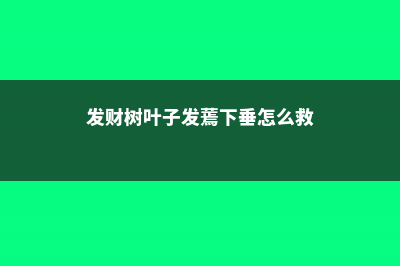 发财树叶子发蔫怎么办 (发财树叶子发蔫下垂怎么救)