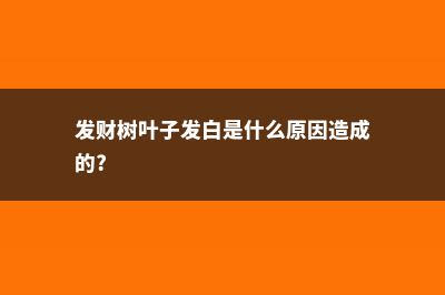 发财树叶子发白怎么办 (发财树叶子发白是什么原因造成的?)