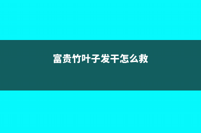 富贵竹叶子发干怎么办 (富贵竹叶子发干怎么救)