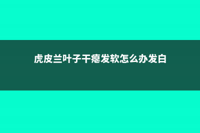 虎皮兰叶子干瘪发软怎么办 (虎皮兰叶子干瘪发软怎么办发白)