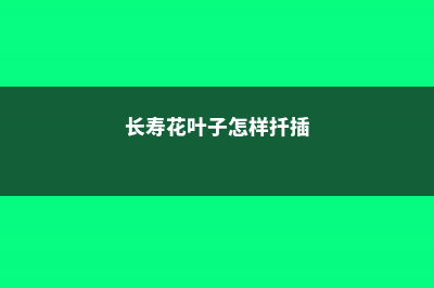 长寿花叶子小怎么办 (长寿花叶子怎样扦插)