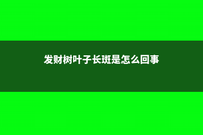 发财树叶子长斑怎么办 (发财树叶子长斑是怎么回事)