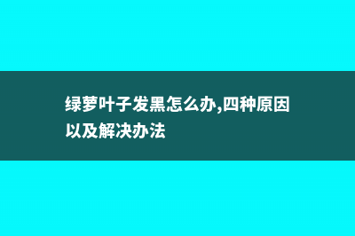 绿萝叶子发黑怎么办 (绿萝叶子发黑怎么办,四种原因以及解决办法)