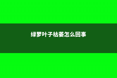 绿萝叶子枯萎怎么办 (绿萝叶子枯萎怎么回事)