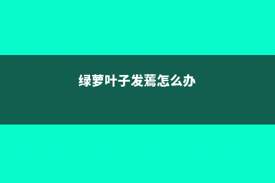 绿萝叶子发蔫怎么办 (绿萝叶子发蔫怎么办)