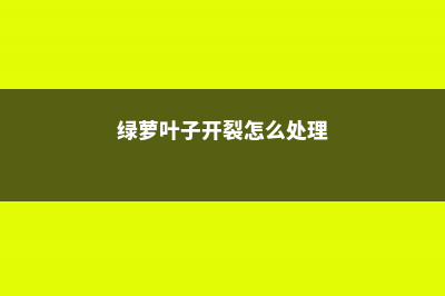 绿萝叶子开裂怎么办 (绿萝叶子开裂怎么处理)