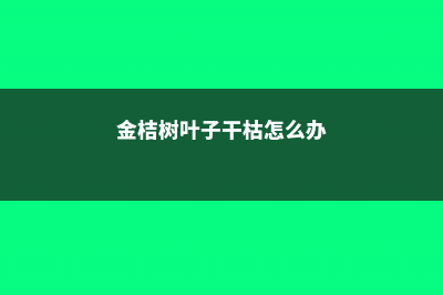 金桔树叶子干枯怎么办 (金桔树叶子干枯怎么办)