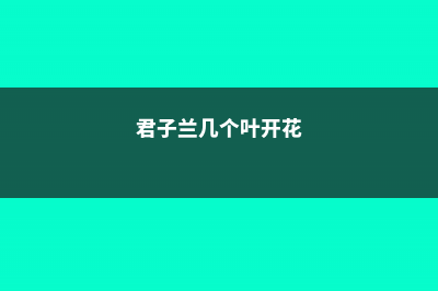 君子兰叶子太长怎么办 (君子兰几个叶开花)