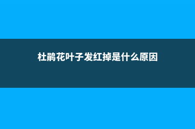 杜鹃花叶子发红怎么办 (杜鹃花叶子发红掉是什么原因)