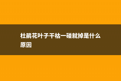 杜鹃花叶子干枯怎么办 (杜鹃花叶子干枯一碰就掉是什么原因)