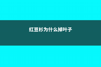 红豆杉为什么掉叶子 (红豆杉为什么掉叶子)