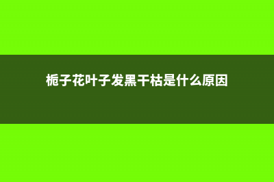 栀子花叶子发黑干枯怎么办 (栀子花叶子发黑干枯是什么原因)