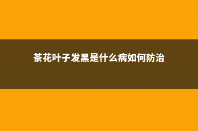 茶花叶子发黑是怎么回事 (茶花叶子发黑是什么病如何防治)