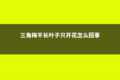 三角梅不长叶子怎么办 (三角梅不长叶子只开花怎么回事)