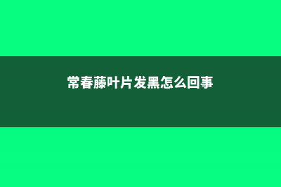 常春藤叶片发黑怎么办 (常春藤叶片发黑怎么回事)