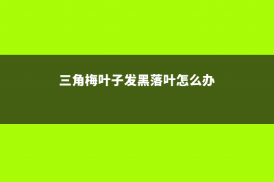 三角梅叶子发黑怎么办 (三角梅叶子发黑落叶怎么办)