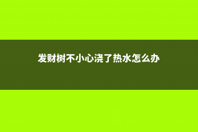 发财树烫了个“波浪卷”，再不管，就离死不远了！ (发财树不小心浇了热水怎么办)