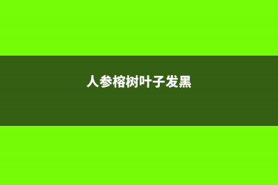 人参榕叶子长黑斑怎么办 (人参榕树叶子发黑)