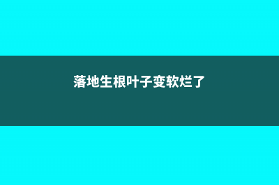 落地生根叶子打焉了怎么办 (落地生根叶子变软烂了)