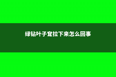 绿钻叶子掉了怎么办 (绿钻叶子耷拉下来怎么回事)