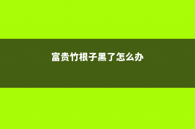 富贵竹根发黑了怎么办 (富贵竹根子黑了怎么办)