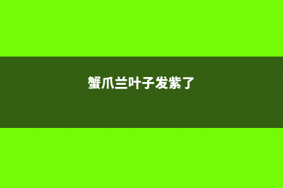 蟹爪兰叶子发紫怎么办 (蟹爪兰叶子发紫了)