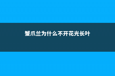 蟹爪兰为什么不长花苞 (蟹爪兰为什么不开花光长叶)