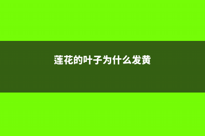 莲花的叶子什么时候枯萎 (莲花的叶子为什么发黄)