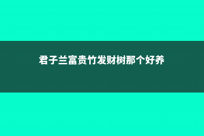 发财树君子兰...黄叶长斑，赶紧抢救，否则花活不久了！ (君子兰富贵竹发财树那个好养)