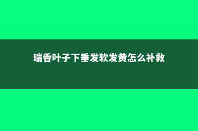 瑞香的叶子下垂 (瑞香叶子下垂发软发黄怎么补救)