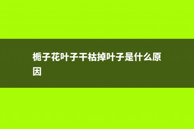 栀子花叶子干枯怎么办 (栀子花叶子干枯掉叶子是什么原因)