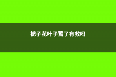 栀子花叶子蔫了怎么办 (栀子花叶子蔫了有救吗)