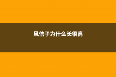 风信子为什么长不高 (风信子为什么长很高)