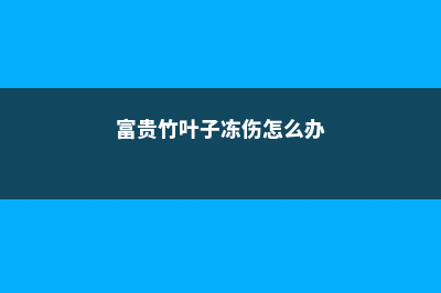 富贵竹叶子冻伤怎么办 (富贵竹叶子冻伤怎么办)