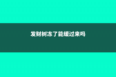 发财树受冻了怎么办 (发财树冻了能缓过来吗)