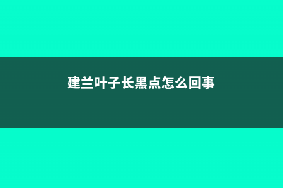 建兰叶子上长黑斑？看看原因，马上让叶子绿起来！ (建兰叶子长黑点怎么回事)