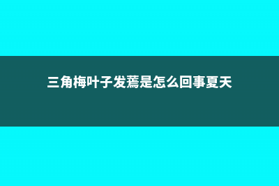 三角梅叶子发蔫怎么办 (三角梅叶子发蔫是怎么回事夏天)