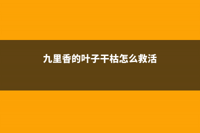 九里香的叶子干枯怎么办 (九里香的叶子干枯怎么救活)