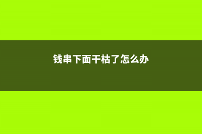 钱串下面干枯了怎么办 (钱串下面干枯了怎么办)