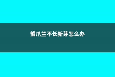 蟹爪兰不长怎么办 (蟹爪兰不长新芽怎么办)