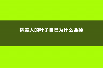 桃美人叶子发软透明怎么办 (桃美人的叶子自己为什么会掉)