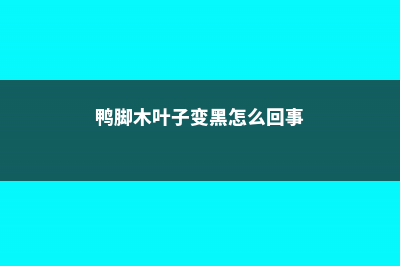 鸭脚木叶子变黑怎么办 (鸭脚木叶子变黑怎么回事)