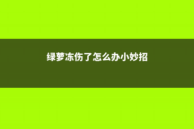 绿萝冻伤了怎么办 (绿萝冻伤了怎么办小妙招)